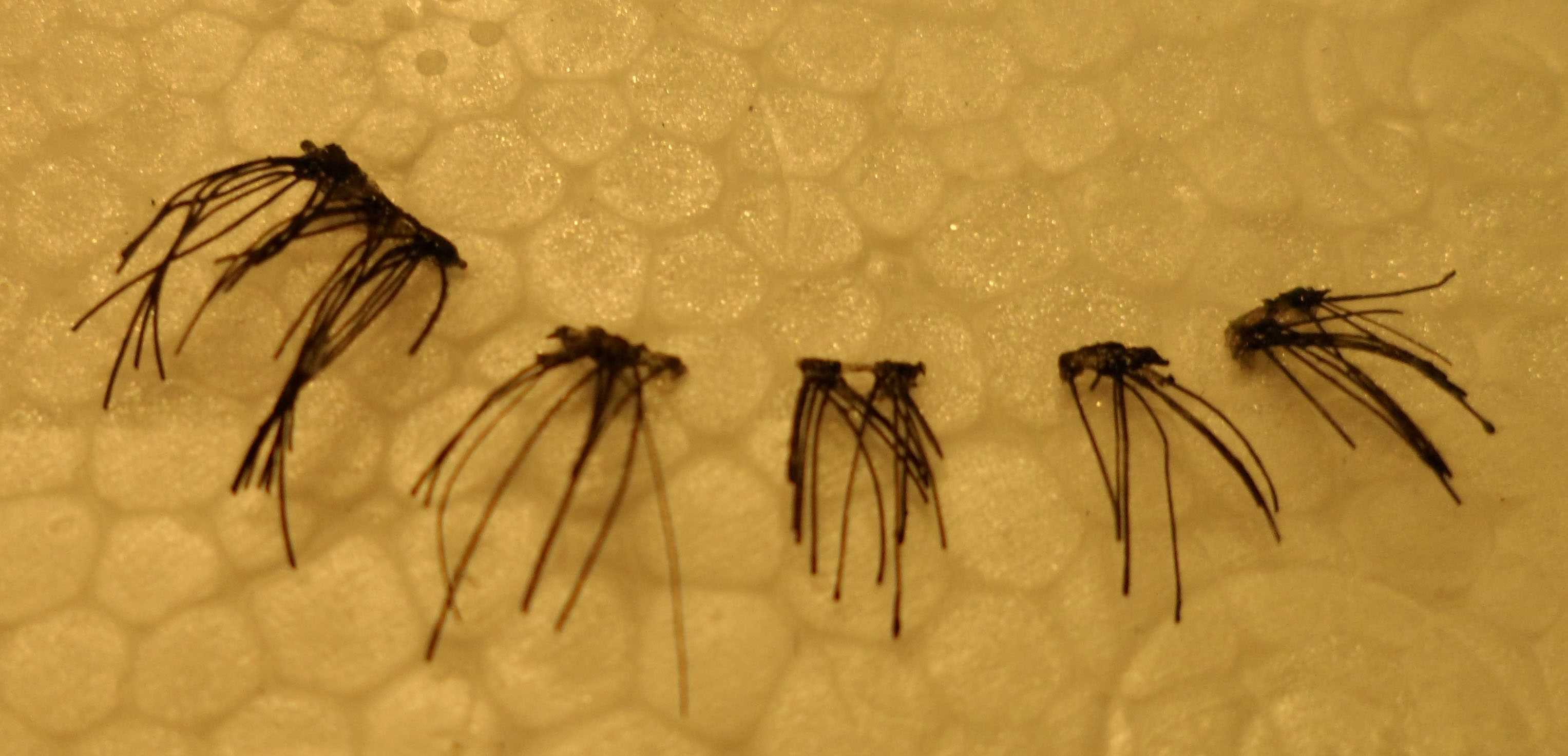 假睫毛激光切割案例(圖1)